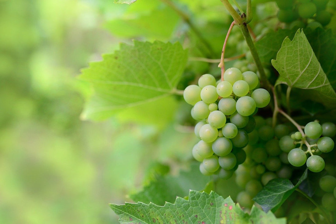 À quoi sert le palissage de la vigne ?