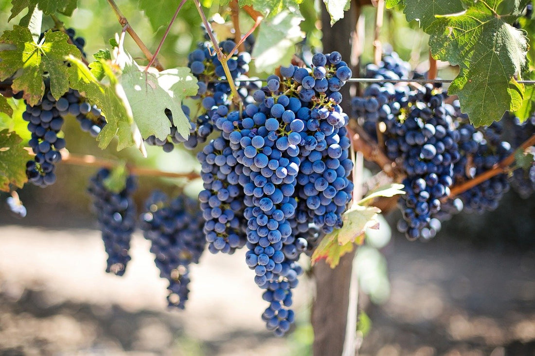Comment lier la vigne ?