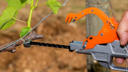Attacheur de vigne